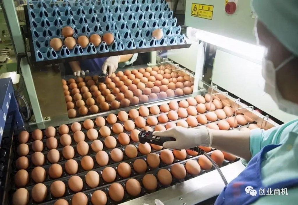 日本一家公司只卖鸡蛋,1年挣2亿元